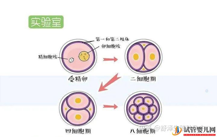 一个试管婴儿周期多长时间,具体流程怎么样(图8) 一个试管婴儿周期多长时间,具体流程怎么样(图8)
