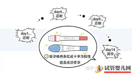 一个试管婴儿周期多长时间,具体流程怎么样(图11) 一个试管婴儿周期多长时间,具体流程怎么样(图11)