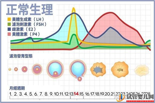 美国试管专家教你自测试管婴儿成功率的方法(图8) 美国试管专家教你自测试管婴儿成功率的方法(图8)