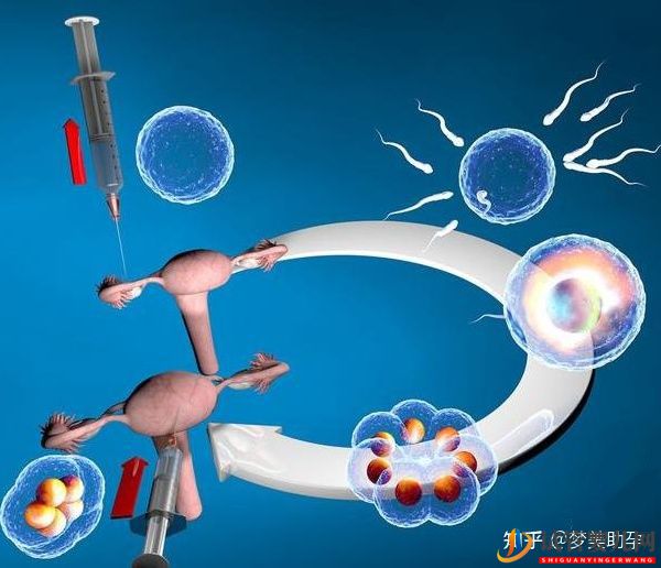 美国试管专家教你自测试管婴儿成功率的方法(图14) 美国试管专家教你自测试管婴儿成功率的方法(图14)