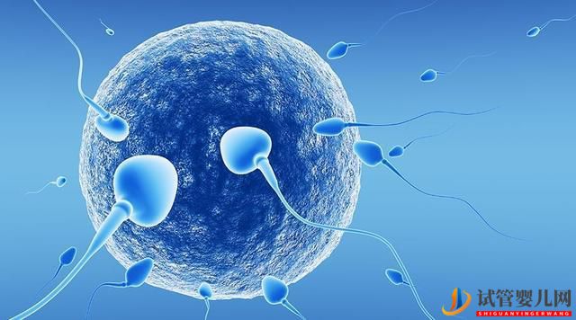 这几项数值就可以评估试管婴儿成功率(图3) 这几项数值就可以评估试管婴儿成功率(图3)
