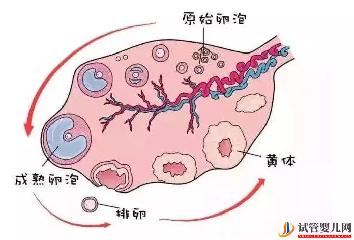 想要提高试管婴儿的成功率,应该如何提高卵子的质量和使用率?(图1) 想要提高试管婴儿的成功率,应该如何提高卵子的质量和使用率?(图1)