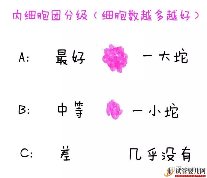 你的胚胎“算老几”_解密鲜胚囊胚等级(图4) 你的胚胎“算老几”_解密鲜胚囊胚等级(图4)