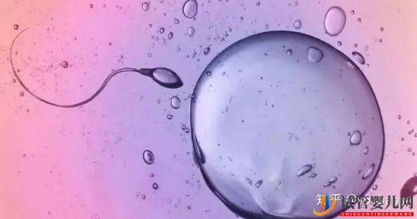 做试管婴儿的具体步骤是怎样的_一文给你讲解试管(图4) 做试管婴儿的具体步骤是怎样的_一文给你讲解试管(图4)