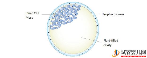 美国试管婴儿_这样的囊胚才是极好的(图4) 美国试管婴儿_这样的囊胚才是极好的(图4)