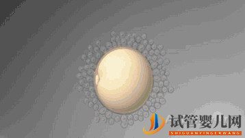 第三代试管婴儿真的最好最先进吗_国内哪里可以做(图1) 第三代试管婴儿真的最好最先进吗_国内哪里可以做(图1)