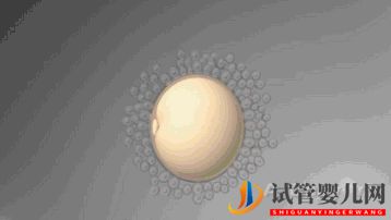 第三代试管婴儿真的最好最先进吗_国内哪里可以做(图2) 第三代试管婴儿真的最好最先进吗_国内哪里可以做(图2)