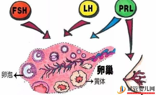 美国试管成功率的关键-获得健康卵子(图1) 美国试管成功率的关键-获得健康卵子(图1)