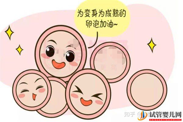 试管婴儿一代至三代到底有什么样的区别(图2) 试管婴儿一代至三代到底有什么样的区别(图2)