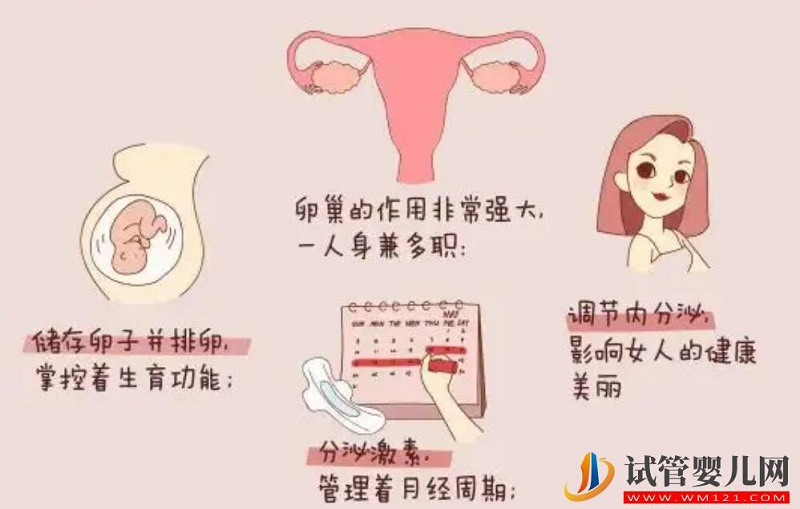 从AMH值来分析试管婴儿成功率(图1) 从AMH值来分析试管婴儿成功率(图1)