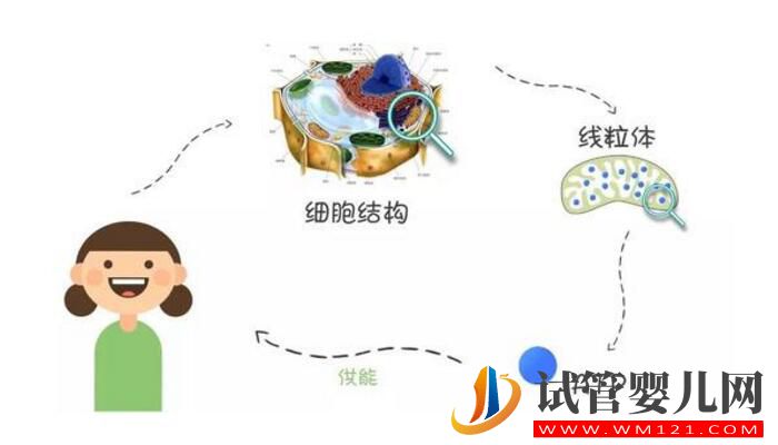 高龄女性做试管婴儿怎么改善卵子质量?(图3) 高龄女性做试管婴儿怎么改善卵子质量?(图3)