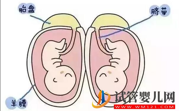 怎么样怀双胞胎的概率更大 有什么好的方法吗(图1) 怎么样怀双胞胎的概率更大 有什么好的方法吗(图1)