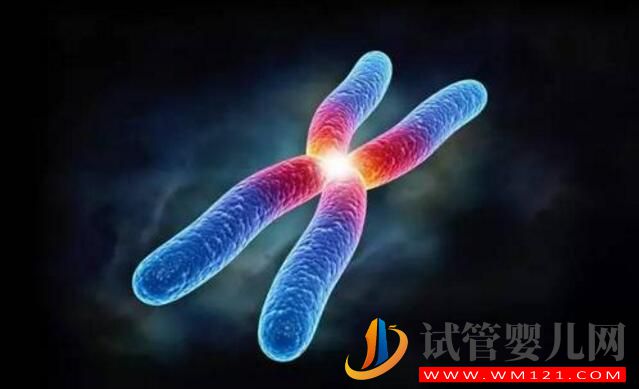 染色体平衡易位能做试管手术吗 要注意哪些问题(图1) 染色体平衡易位能做试管手术吗 要注意哪些问题(图1)