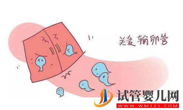 输卵管积水会对试管婴儿成功率造成影响吗?(图2) 输卵管积水会对试管婴儿成功率造成影响吗?(图2)