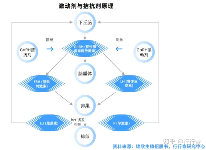 中国辅助生殖行业研究报告(图5) 中国辅助生殖行业研究报告(图5)