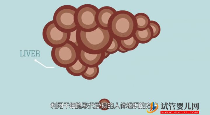 干细胞到底是个啥?(图5) 干细胞到底是个啥?(图5)