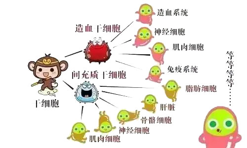 干细胞到底是个啥?(图2) 干细胞到底是个啥?(图2)