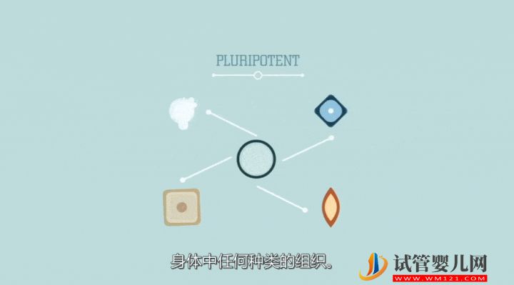 干细胞到底是个啥?(图8) 干细胞到底是个啥?(图6)