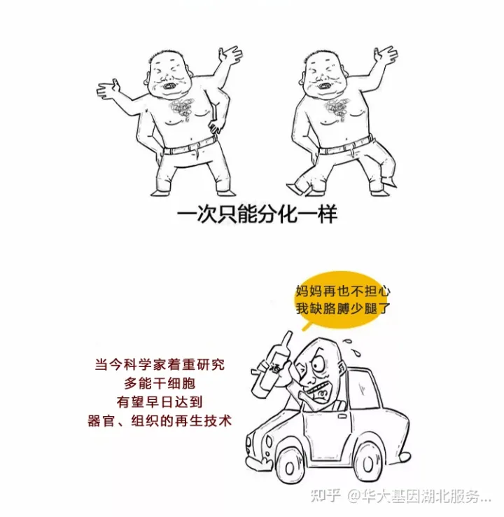 什么是干细胞?一文让你读懂!(图6) 什么是干细胞?一文让你读懂!(图6)