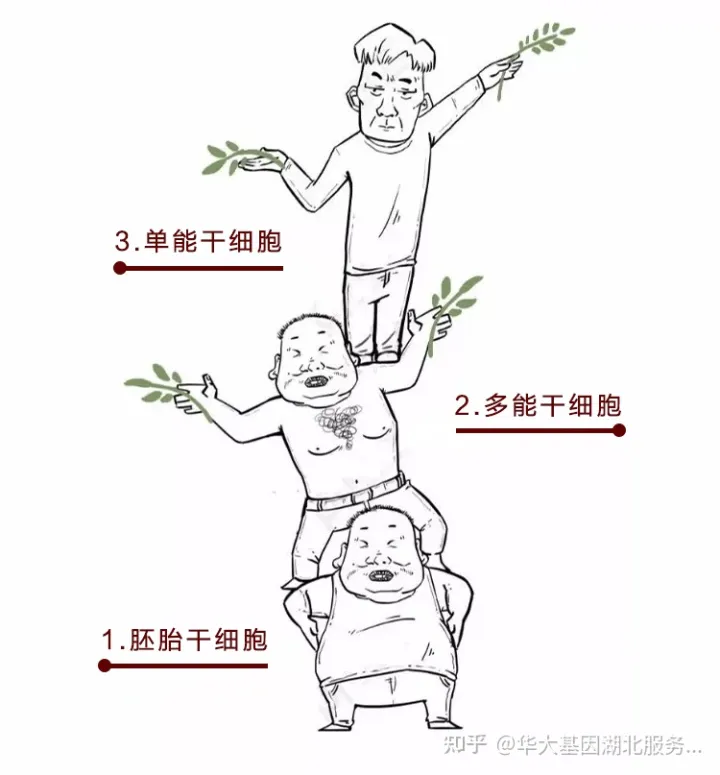 什么是干细胞?一文让你读懂!(图4) 什么是干细胞?一文让你读懂!(图4)