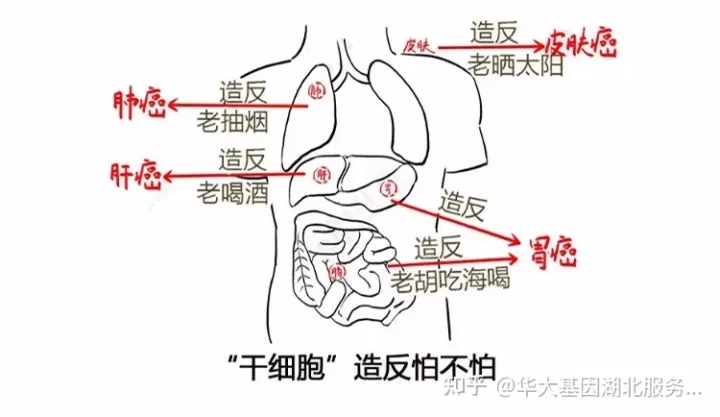 什么是干细胞?一文让你读懂!(图15) 什么是干细胞?一文让你读懂!(图9)