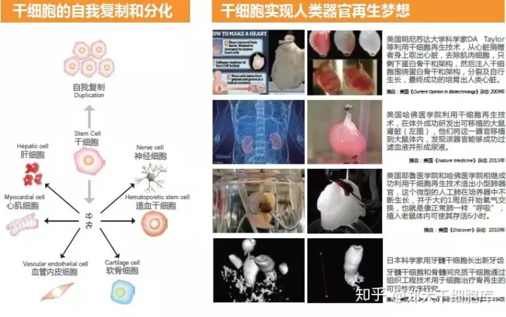 干细胞简介——什么是干细胞?(图1) 干细胞简介——什么是干细胞?(图1)