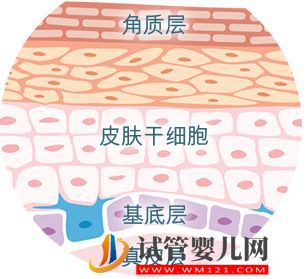 科普了解什么是干细胞?干细胞知识汇总来了(图9) 科普了解什么是干细胞?干细胞知识汇总来了(图4)