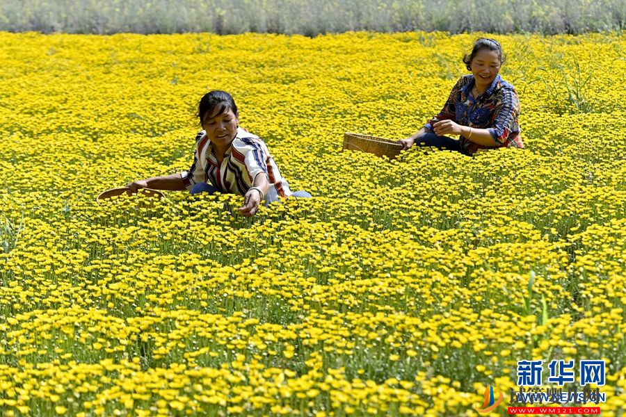 云南南涧:朵朵鲜花 “种”出乡村“好丰景”(图3) 云南南涧:朵朵鲜花 “种”出乡村“好丰景”(图3)
