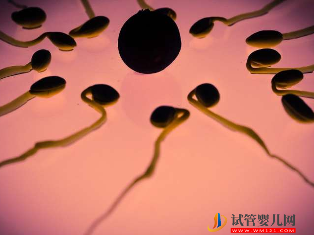 无精症恢复生精功能并不困难，吃药、手术都能有效解决