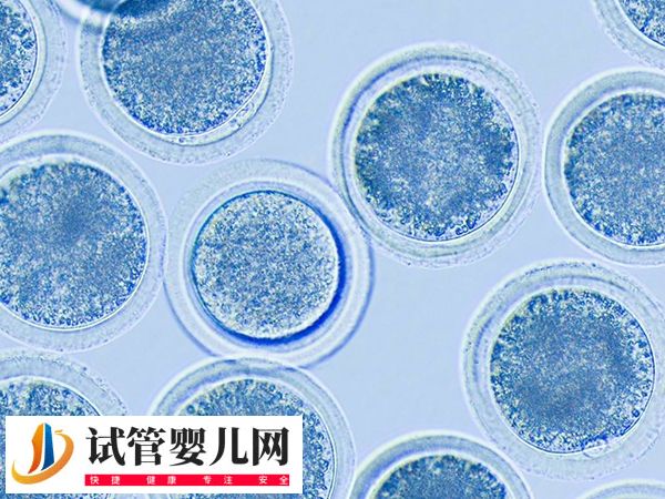 西宁高龄失独女性做供卵需不需要等