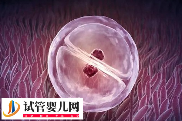 准备试管移植前是否可以吃玉米
