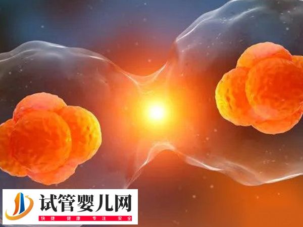 移植放2个胚胎的成活率