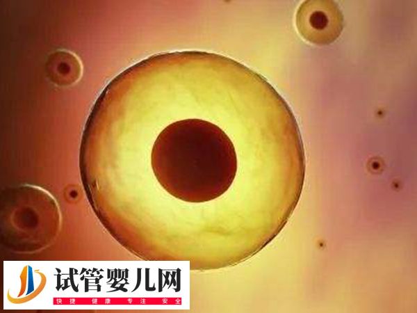 在美国做试管优质胚胎是啥样的